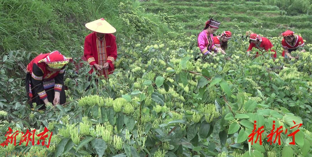 新宁:瑶乡金银花采摘忙_邵阳头条网